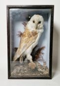 Late 19th/early 20th century cased taxidermy barn owl (Tyto alba), modelled perched on a mossy
