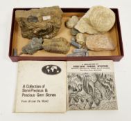 Collection of fossils including a trilobite. ammonites, lepidodendron bark fossil and belemnites