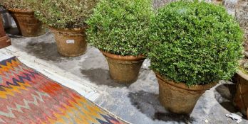 Two pairs of matching terracotta garden planters, with moulded ribbon decoration, each planted