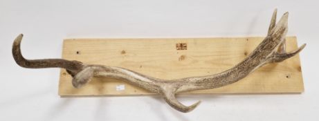 Coat hook formed from a seven-point stag antler mounted on an oak plinth, 83cm long