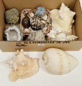 Collection of seashells including a Queen conchshell, 21cm long, a Murex Ramosus seashell and a