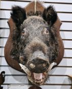 Taxidermy boar's head mounted on an oak shield-shaped plaque, 54cm high