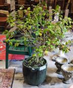 Large green glazed planter with established camellia shrub, 38cm x 42cm diameter