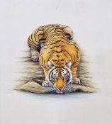 Watercolour and gouache study of a tiger drinking at waterhole, unsigned, framed and glazed, mount