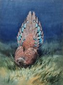 John Cyril Harrison (British, 1898-1985) Watercolour Study of a peacock-pheasant amongst grass,