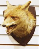 Early 20th century taxidermy fox's mask mounted on an oak shield shape plaque, with paper label