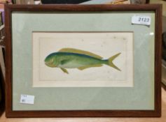 Two handcoloured engravings after F P Nodder (18th century) comprising an engraving of an Echidnas