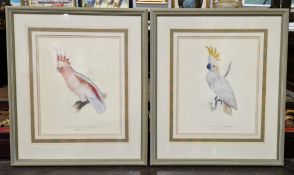 Coloured print Plyctoloehus Sulehureus Lesser Sulphur Crested Cockatoo and coloured print