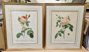 19th century handcoloured engraving of ivy leafed geranium after J Sowerby, published by William