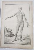 After Prevost - engraved plates 'Anatomie'  1762 Diderot Encyclopedie (?) disbound, in folder