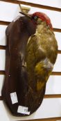 Taxidermy, green woodpecker mounted on a wooden plinth, 27cm high