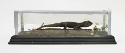 Taxidermy agama lizard, mounted in a naturalistic setting with a glass display cabinet, (cabinet a/