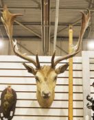 Early 20th century taxidermy fallow deer stag's head with twelve-point antlers, approximately 67cm