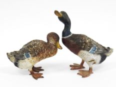 In the manner of Franz Bergman, pair of Austrian style cold-painted bronze models of a mallard drake