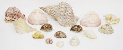 Collection of seashells including a Triton's trumpet shell , giant Atlantic cockle shells, conch