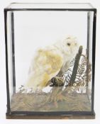 Taxidermy, barn owl mounted in a naturalistic setting and contained within a glazed cabinet with