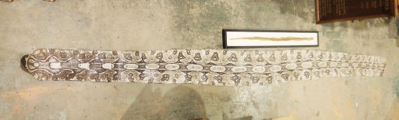 Large mid-20th century taxidermy python snake skin, stamped to underside ' Cortume Zoologico,