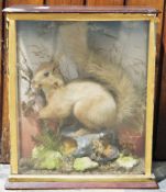 Late 19th/early 20th century taxidermy red squirrel with a nut in his mouth, mounted in a