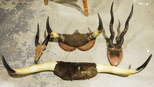 Two sets of taxidermy cow horns, one set mounted on an oak plinth, largest 99cm long, a set of