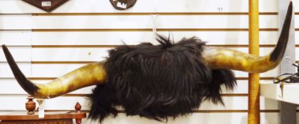 Set of taxidermy mounted Highland cow horns with central hair, 85cm wide