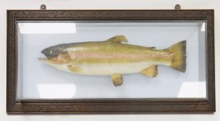 Taxidermy, rainbow trout mounted in a glass cabinet with plain painted pale blue ground and held