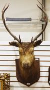 Early 20th century taxidermy stag's head with eight-point antlers mounted on an oak shield shaped