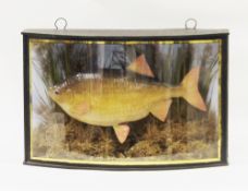 Early 20th century taxidermy rudd fish mounted in a naturalistic river bed setting, contained within