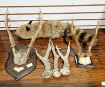 Rocky the Raccoon magic trick puppet, a pair of Hog deer antlers mounted on shield, another pair