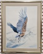 Framed and glaze limited edition print after Nicholas Galloway of a white eagle 329/850.