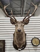 Taxidermy stag's head with 10-point antlers, an oak shield shaped mount with plaque reading ' Corrie