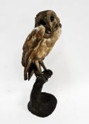 Taxidermy barn owl mounted on a branch perch, 39cm high