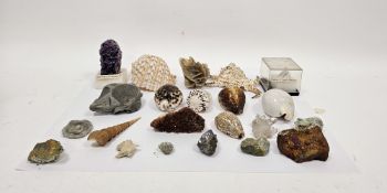 Collection of fossils, shells and gemstones including an ammonite fossil, 12cm wide, a tonna