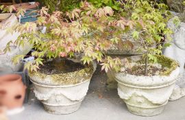 Two composite stone garden pots featuring swag and bow design, containing acers (2)
