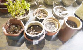 Various garden planters in reconstituted stone, terracotta and glazed (9)