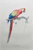 Late 19th/early 20th century school Etching and aquatint 'Ava Aracanga' study of a macaw perched