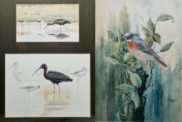 Chris Doncaster (British, 20th century)  Two pencil and watercolour sketches  Glossy Ibis and