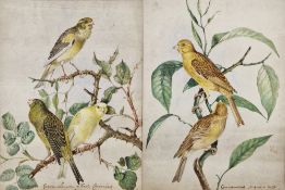 19th century school Watercolour drawing Study of a goldfinch, greenfinch and canary perched on a