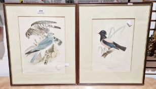 Five framed ornithological coloured lithographs after Henry Leonard Mayer, illustrations of