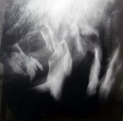 Black and white photograph  Geese, signed indistinctly Henry ...., 26cm square