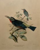 Set of nine coloured lithographs of various species of Bee-eater birds after J.G.Keulemans, framed