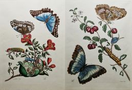 After Maria Sibylla Merian (1647-1717) Colour engraving Pair of hand-coloured engravings depicting