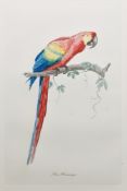 Late 19th/early 20th century school Etching and aquatint 'Ava Aracanga' study of a macaw perched