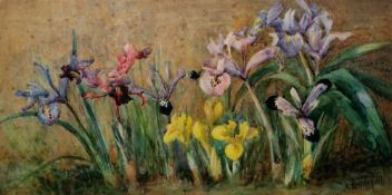 Marie Hensley (1856-1911) Watercolour Study of irises, signed and dated 1902 lower right, framed and
