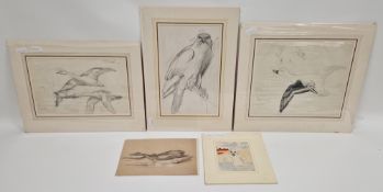 Group of pencil and watercolour studies of birds and fish, early 20th century.  Comprising: