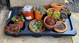 Assorted alpines, some in terracota pots, others in nursery pots.