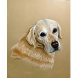 C. B. Lyttleton pastel drawing Head portrait of a yellow labrador, signed C. B. Lyttleton, 43 X