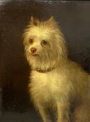 A 19th century English School oil painting on canvas, portrait of a terrier dog in a red collar,