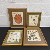 A collection of four 19th century and later botanical engravings to include a hand coloured pair