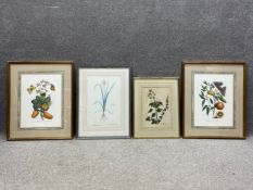 A collection of four botanical prints to include a pair of hand coloured engravings along with two