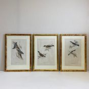 A set of three figural bird lithographs with colours after the original drawings from nature by J.